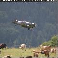 Überflug (Foto: T.Gottschalk)
